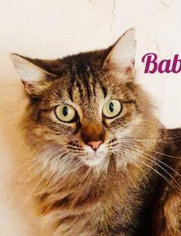 Notfall Baby FeLV + - Berlin