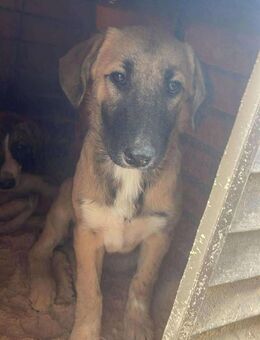 B694 hübsche Lady sucht ihre Familie - Neuberg