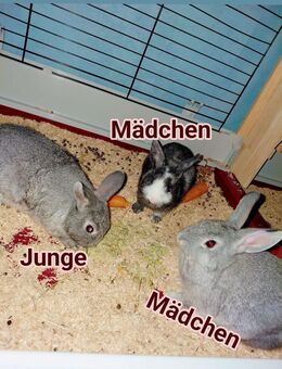 Baby Zwergkaninchen♡ - Saarbrücken