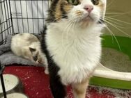 Lola - Hübsche Tricolor Lady sucht Home - Bad Camberg