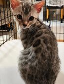 Bengal Kitten in 65795