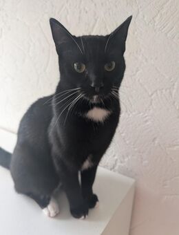 Katzen Hauskatzen - Dülmen Zentrum