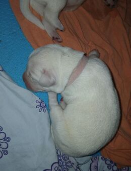 Labrador Welpen weiss - Reinrassig - Salzwedel (Hansestadt)