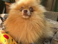 Noel 1,5 -jähriger Pomeranian sucht ein - Kassel