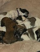 Süße Bolonkawelpen in 34471