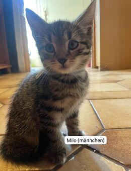 Hauskitten suchen neues zuhause - Hechthausen