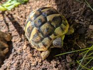 Griechische Landschildkröte NZ 2020 - Berlin Steglitz-Zehlendorf