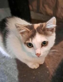 SAMIRA - (jung, verspielt, sozial) - Köln