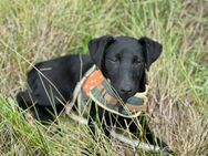 Kleine Nova sucht Familie - Margetshöchheim