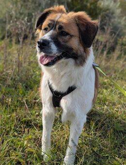 Karla sucht ein neues Zuhause - Blankenheim (Nordrhein-Westfalen)