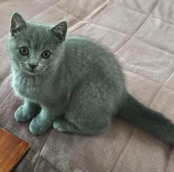 Reinrassige BKH Kitte zu verkaufen - Bramsche