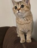 *Süße British Kurzhaar Kitten zu verkaufen!* in 60386
