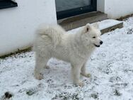 Samojedenhündin Bianca - Kierspe