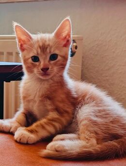 Maine-Coon(3)4)/BKH(1/4)-Mix-Kitten-Katerchen - Bellheim