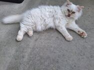 Ragdoll Weibchen 5 Monate alt - Luckenwalde