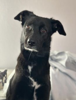 KYLIE (*03.2021) auf PS in 80807 München - Landau (Pfalz)