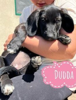 Dudda eine kleine Zuckerschnute - Flörsheim-Dalsheim