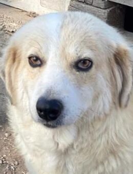 Gelja, geb. ca. 03/2022, GRIECHENLAND - Euskirchen