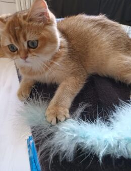 Britisch Kurzhaar Kitten. Mit Stammbaum, geimpft, gechipt. - Bedburg