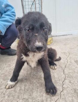 Nuka von kettenlos - Bollingstedt