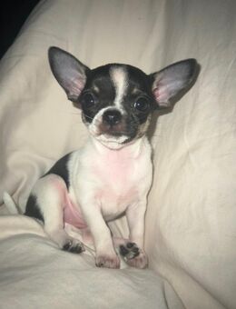 Chihuahua Welpe - Ronnenberg