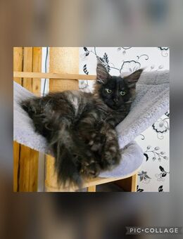 Maine Coon - Herzberg (Harz)