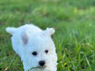 Süße Bichon Frisé Hündin sucht ein liebevolles Zuhause! - Gütersloh Zentrum