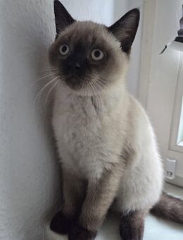 Britisch Kurzhaar BKH Kitten - Dresden