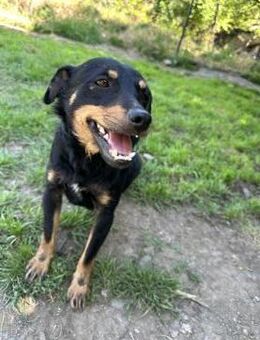 Senka - klein, aber mit viel Charakter - Müglitztal