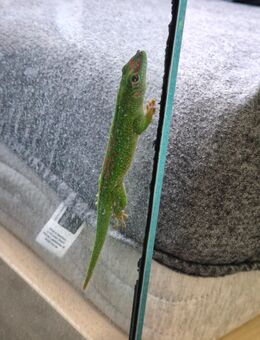 Phelsuma Grandis Jungtier - Rheinberg