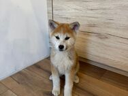 Akita inu welpen - Minden Minderheide