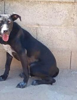 Nerina sucht Familienanschluss - Neuss