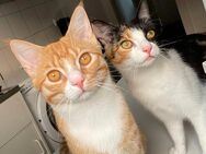2 Süße Hauskatzen in tolle Hände abzugeben (nur als Paar) - Neumünster Innenstadt