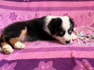 wunderschöne Australian Shepherd Welpen - Rehfelde