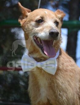 BARTOLO Kleiner Überlebenskünstler - Karben