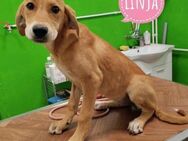 Linja eine elegante Dame - Flörsheim-Dalsheim