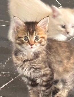 Süße baby Katzen - Stadtoldendorf