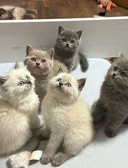 Britisch Kurzhaar Kitten - Baar-Ebenhausen