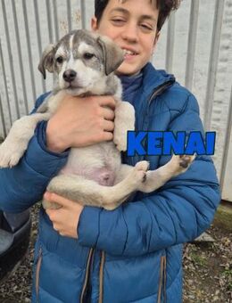 Kanai sucht seine Familie ♥️ - Neuberg