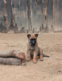 1 reinrassige Malionshündin sucht noch ein Zuhause - Grafhorst
