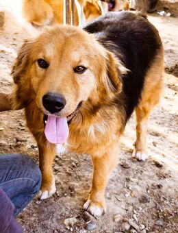 Goldstück Lana - Tholey