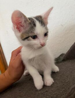 Süsse Katzenbaby zu verkaufen - Balingen