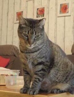 Jaela liebevolle Tigerkatze - Benediktbeuern