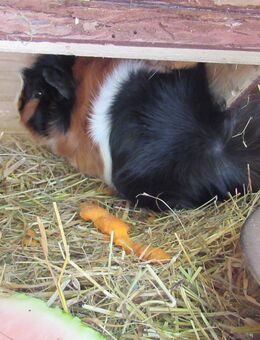 Meerschweinchen dreifarbig, 2 Buben abzugeben - München