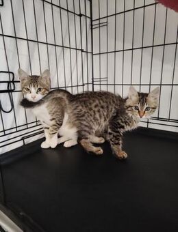 Leonardo und Marko aus dem Tierschutz - Grevenbroich