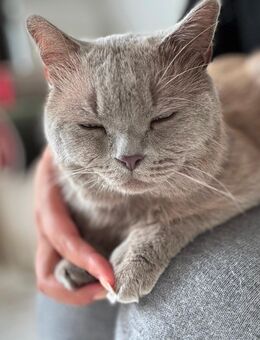 Chartreux ( karthäuser) – 1 Jahr alt – grau – geimpft & entwurmt - Mainz