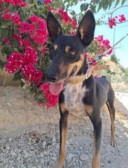 Puki wurde aus der Perrera gerettet - Wöllstadt