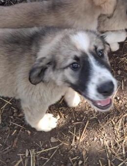 Zuhause/Pflegestelle gesucht für Yaron - Miesbach