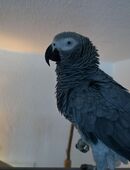 Paulchen sucht ein neues liebevolles zuhause in 89437