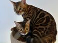 Zwei vollrassige Bengalkatzen, männlich und weiblich – Bruder und Schwester in 66877
